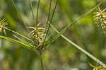 Rough flatsedge